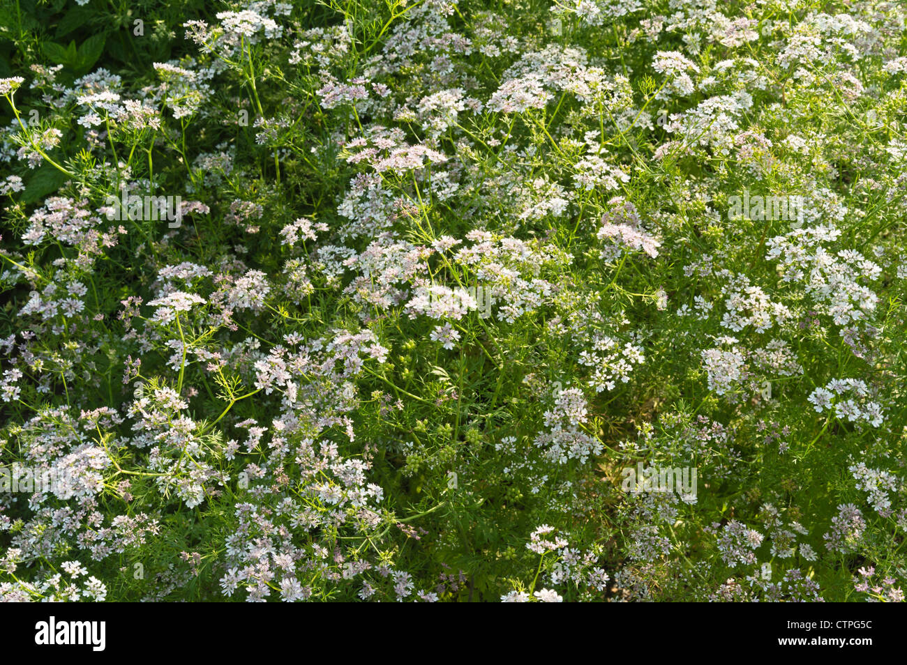 La coriandre (Coriandrum sativum) Banque D'Images