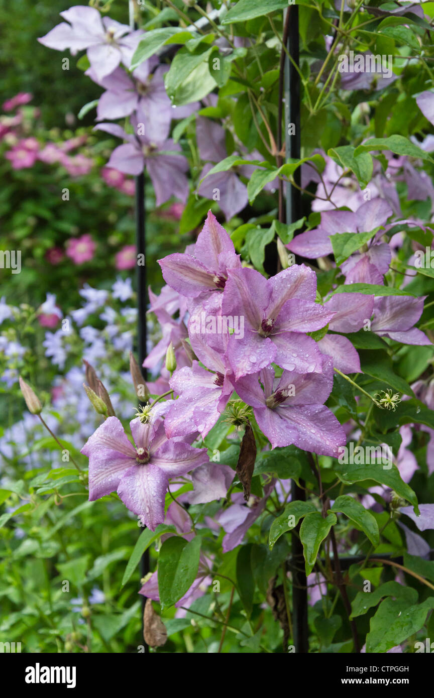 Clematis (clematis hybride) hagleys Banque D'Images