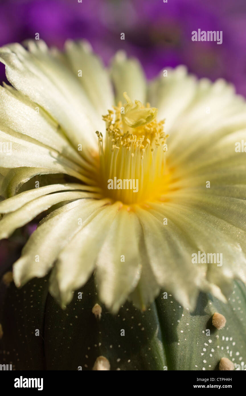 Silver Dollar Astrophytum asterias (cactus) Banque D'Images