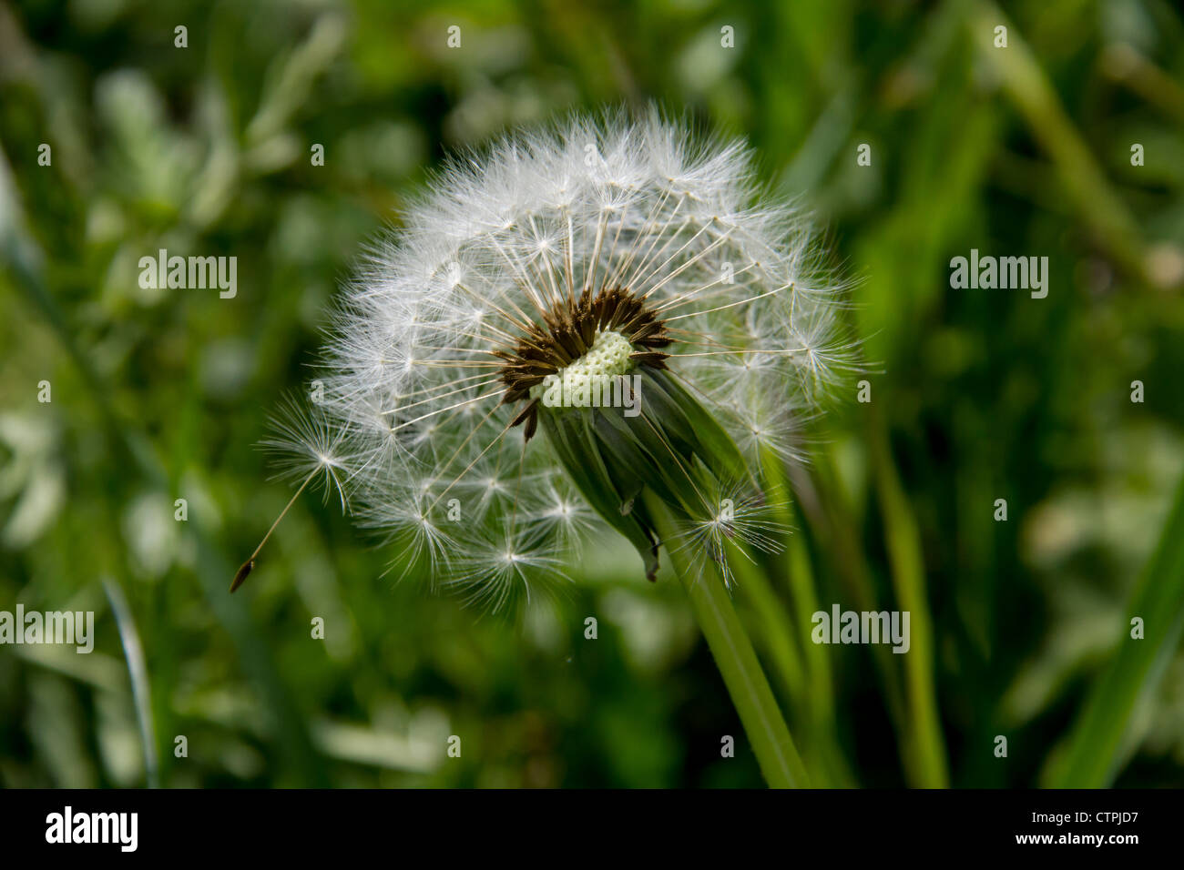 Un pissenlit allé aux semences prêts à laisser voler et créer beaucoup plus de cette fine fleur Banque D'Images