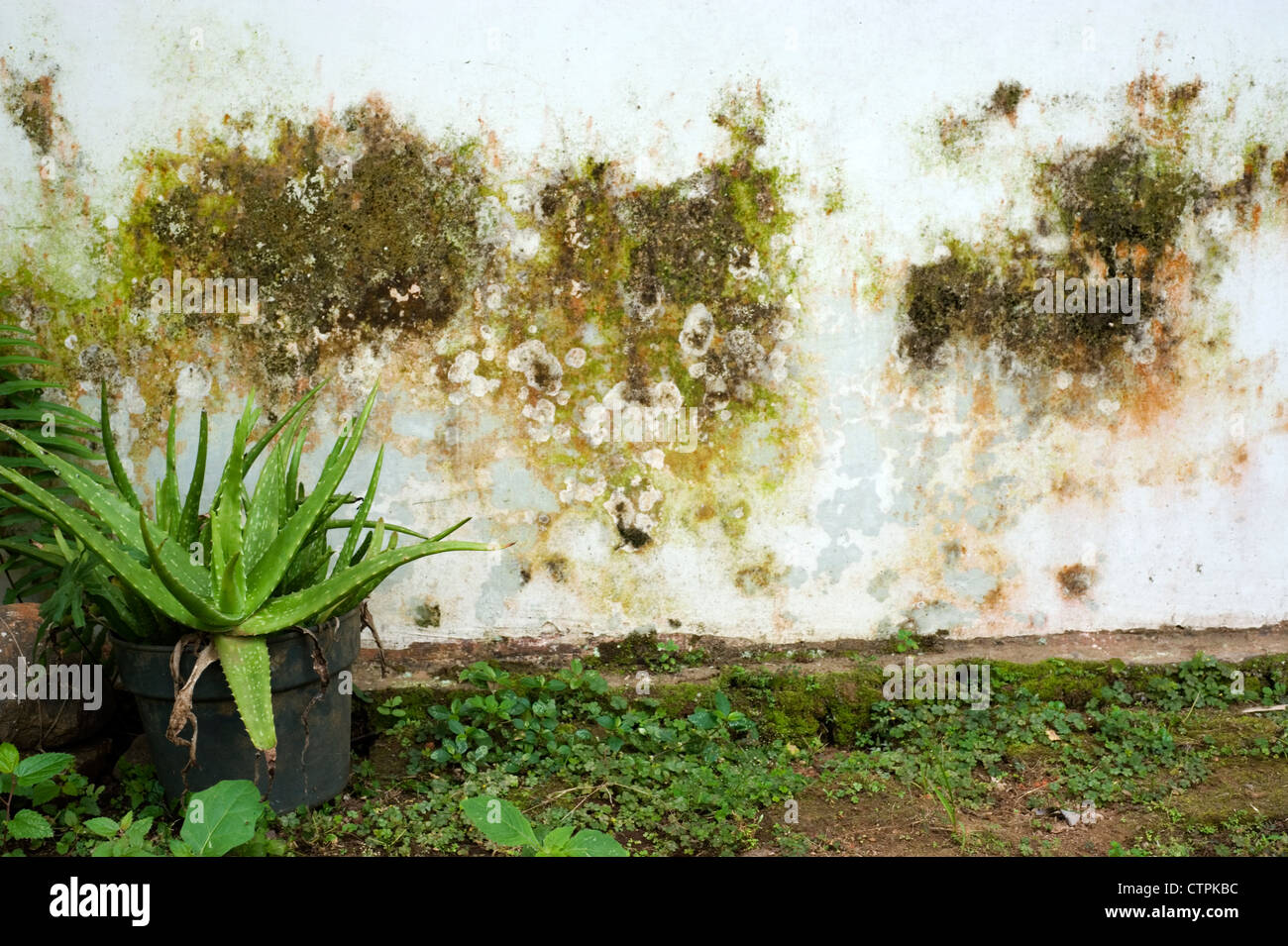 Des remontées d'humidité sur un mur extérieur de maison courant en Indonésie Banque D'Images