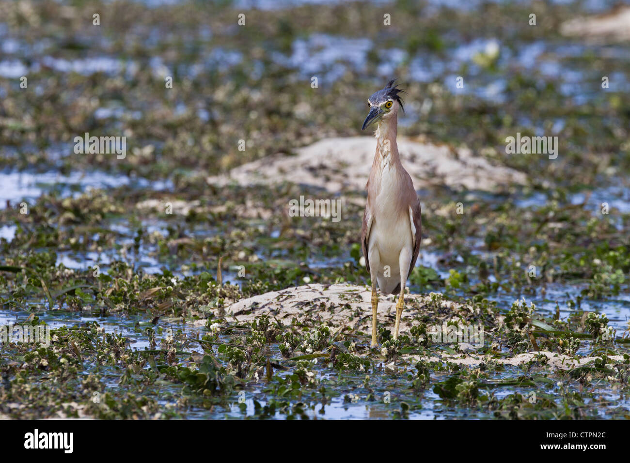 Le Bihoreau gris (Nycticorax caledonicus pelewensis) chasse adultes dans un lagon à marée basse sur la côte de Palau. Banque D'Images