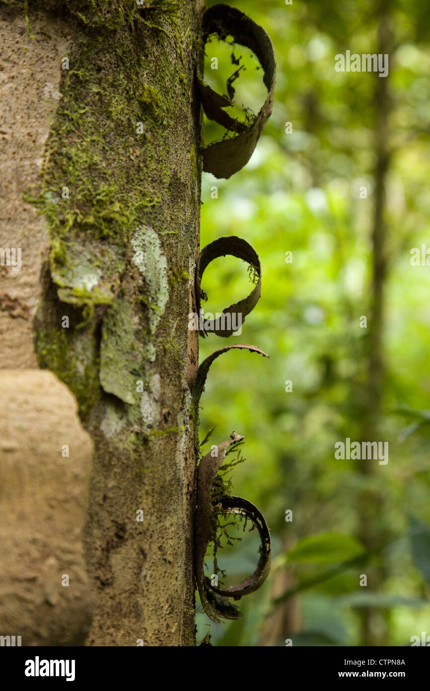 Peler l'écorce d'un arbre dans le parc de Chiriqui, au Panama. Banque D'Images