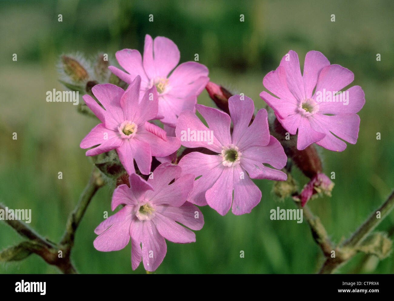 Rouge SHETLAND campion Silene dioica ssp. zetlandica Banque D'Images