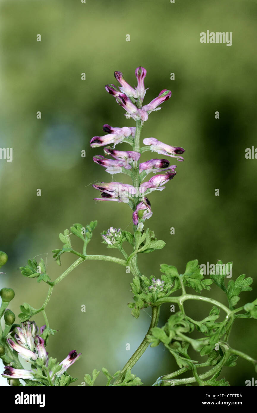 Fumeterre Fumaria officinalis (commune) Fumariacées Banque D'Images