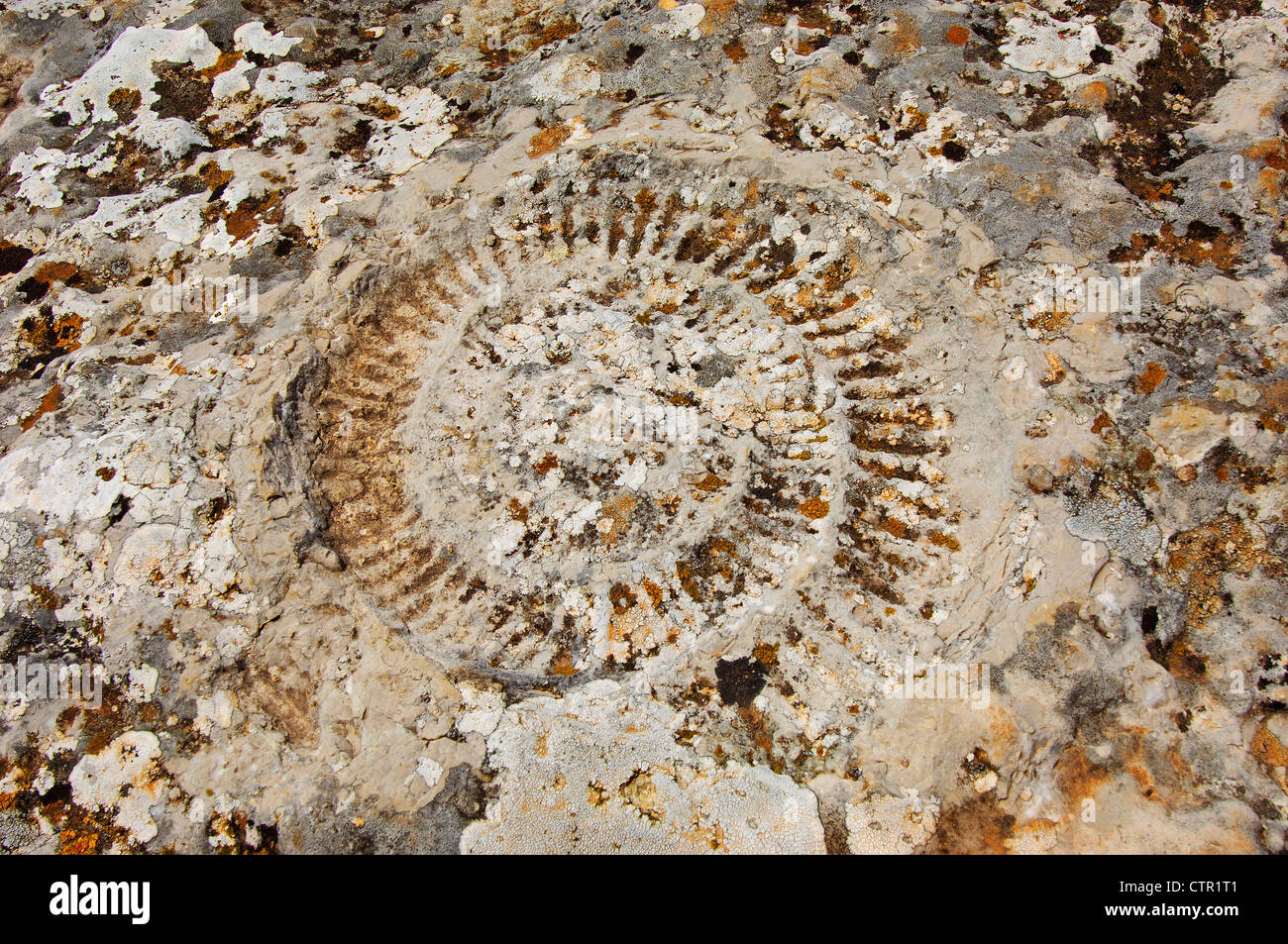 Combustibles fossiles d'Ammonites à theTorcal à Antequera, travaillant sur l'érosion des calcaires du Jurassique. La province de Malaga, Andalousie, Espagne Banque D'Images