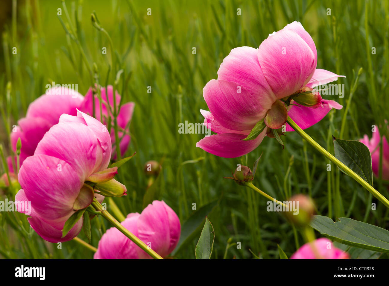 Fleurs de pivoine rose Bol de 'Beauty' AGM Banque D'Images