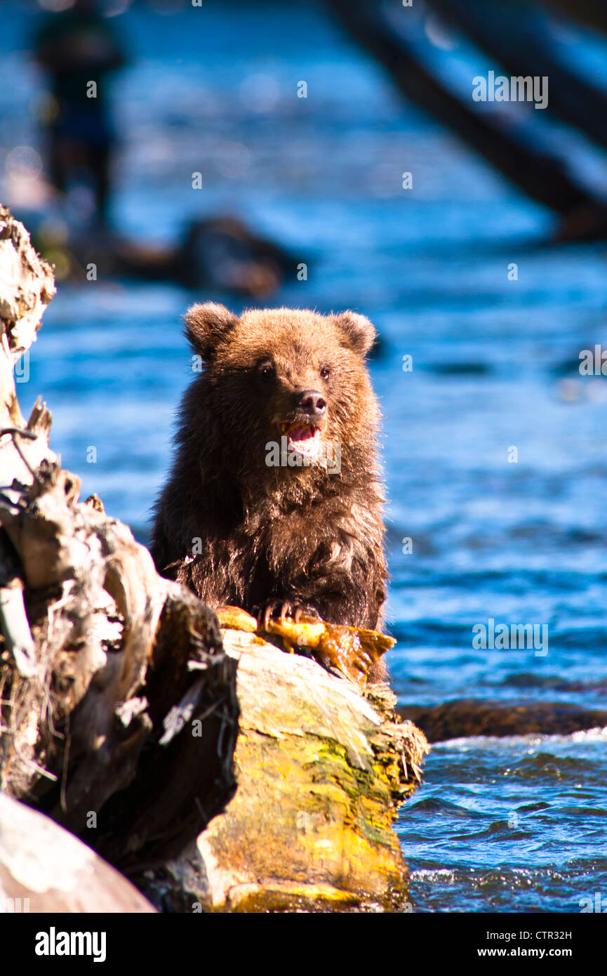 Brown Bear cub pêche le saumon à la Fédération de rivière, péninsule de Kenai, Southcentral Alaska, l'été Banque D'Images