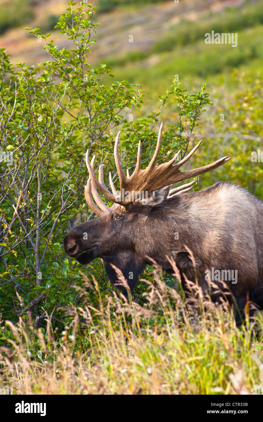 Grand mâle orignal debout dans des broussailles épaisses près de col Powerline Chugach State Park dans près d'Anchorage en Alaska le Sud Banque D'Images Grand mâle orignal debout dans des broussailles épaisses près de col Powerline Chugach State Park dans près d'Anchorage en Alaska le Sud Banque D'Images