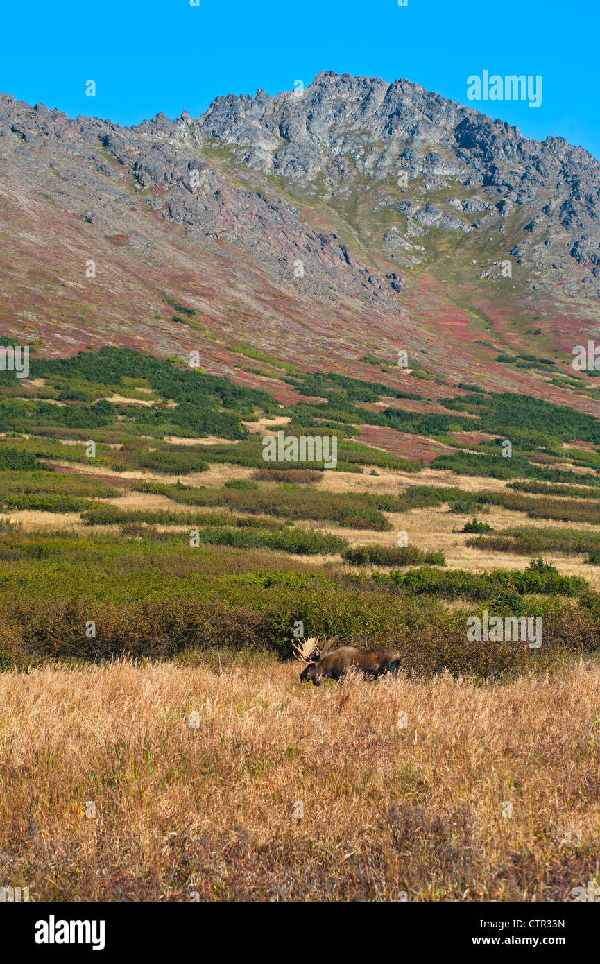 Grand mâle orignal debout dans des broussailles épaisses près de col Powerline Chugach State Park dans près d'Anchorage en Alaska le Sud Banque D'Images Grand mâle orignal debout dans des broussailles épaisses près de col Powerline Chugach State Park dans près d'Anchorage en Alaska le Sud Banque D'Images