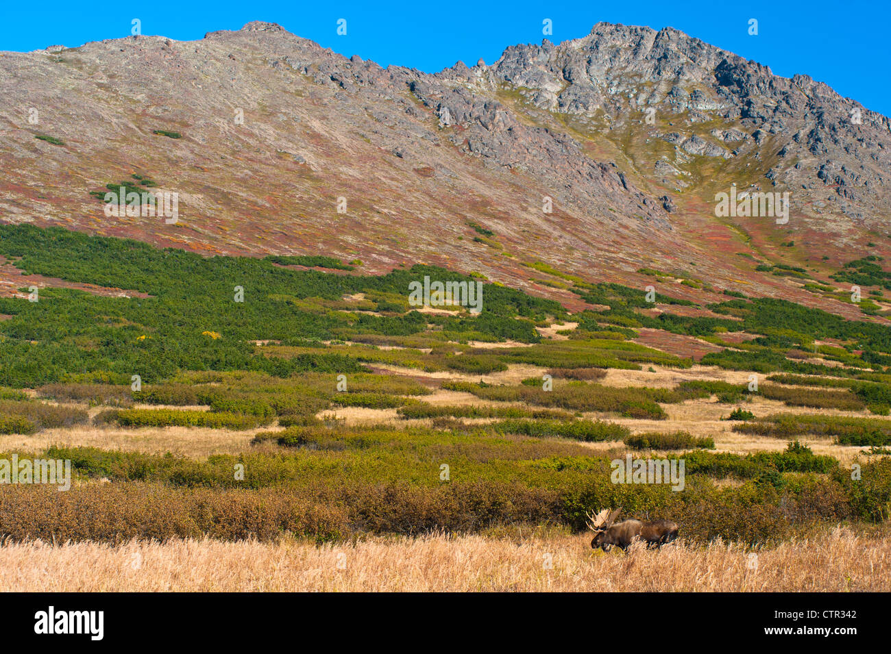 Grand mâle orignal debout dans des broussailles épaisses près de col Powerline Chugach State Park dans près d'Anchorage en Alaska le Sud Banque D'Images Grand mâle orignal debout dans des broussailles épaisses près de col Powerline Chugach State Park dans près d'Anchorage en Alaska le Sud Banque D'Images