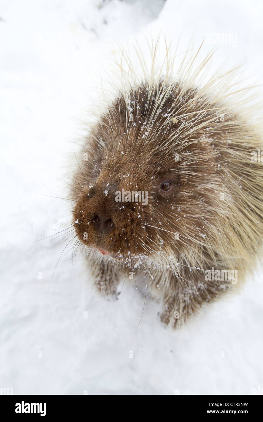 Captif : le porc-épic debout dans la neige, Alaska Wildlife Conservation Center, Southcentral Alaska, Winter Banque D'Images