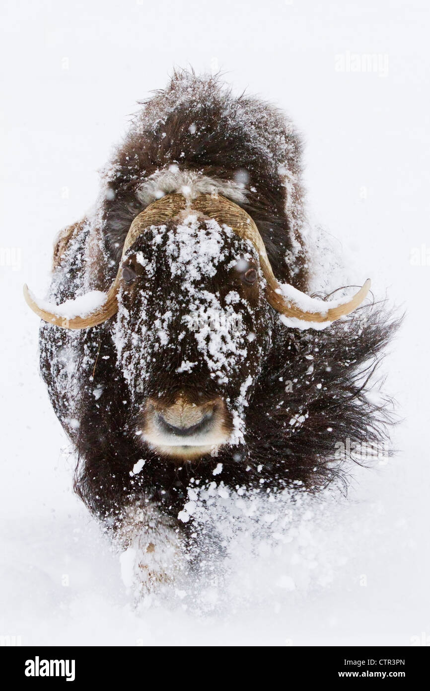 Captif : le Bœuf musqué dans la neige, Alaska Wildlife Conservation Center, Southcentral Alaska, Winter Banque D'Images