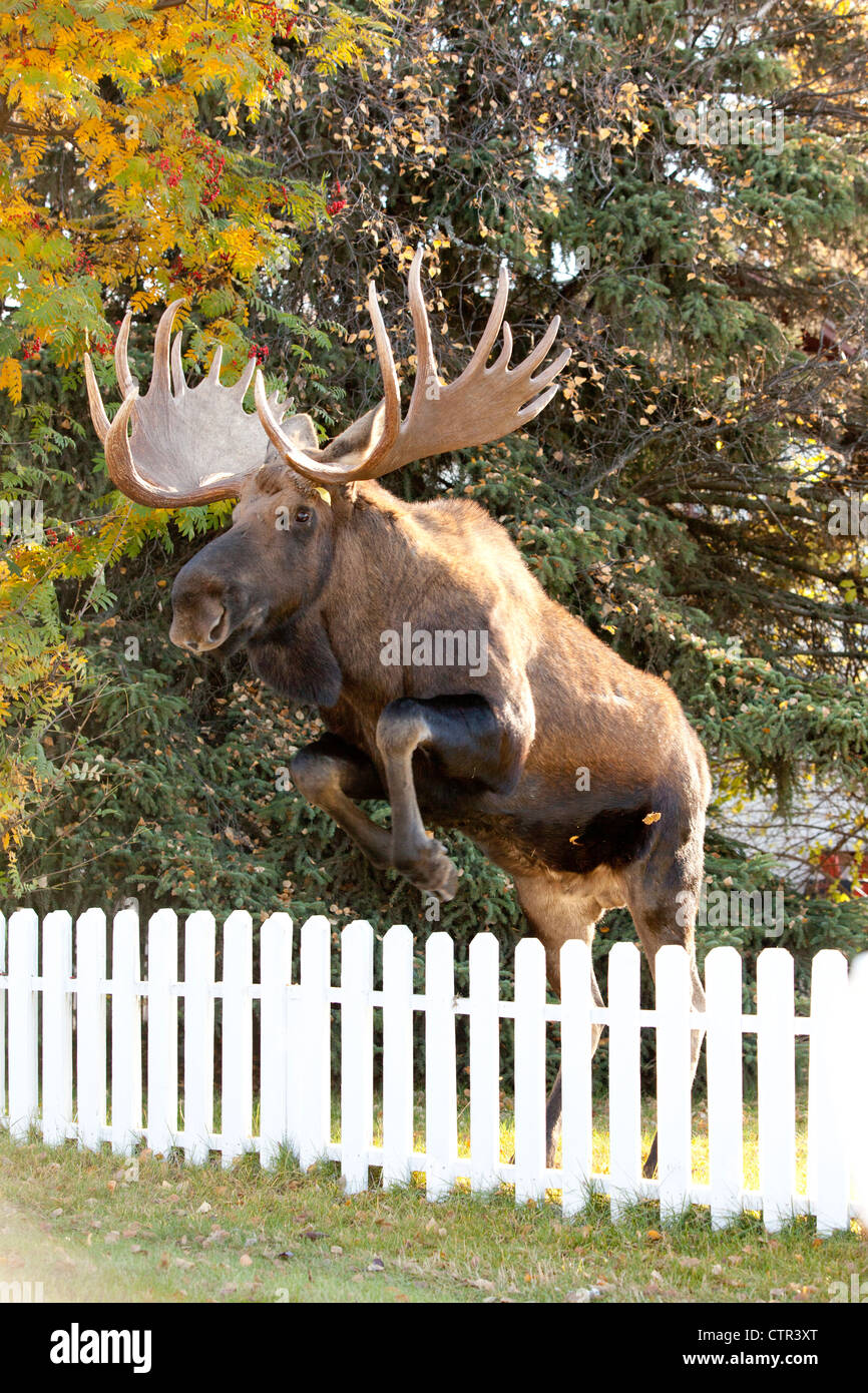 Grand bull moose jumping clôture blanche à Anchorage, Southcentral Alaska, automne Banque D'Images