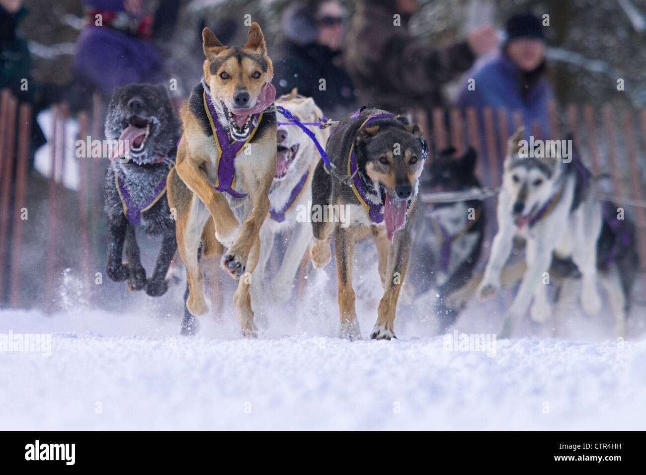 Kevin Cook était de conduire les chiens au cours de la fourrure 2012 Monde Rondy Championnat courses de chiens de traîneau, Anchorage, Southcentral Alaska, Winter Banque D'Images