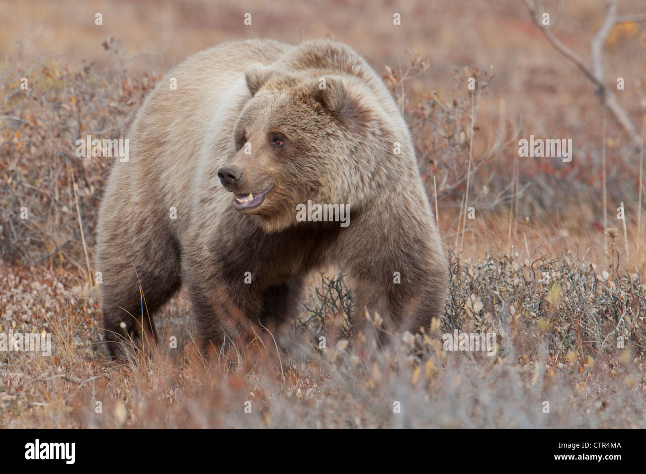 Parmi les grizzlis feuillage d'automne dans le Parc National Denali et préserver, l'intérieur de l'Alaska Banque D'Images