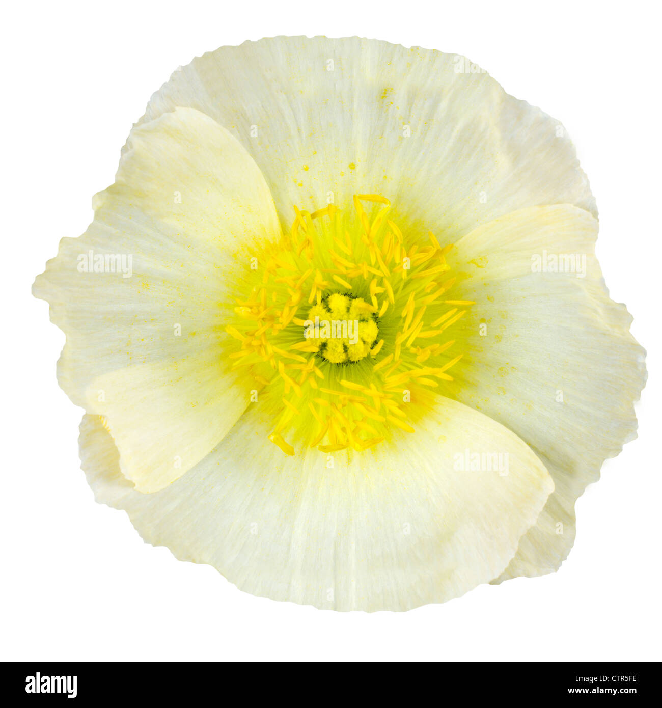 Fleur de pavot blanc Macro avec centre jaune isolé sur fond blanc Banque D'Images