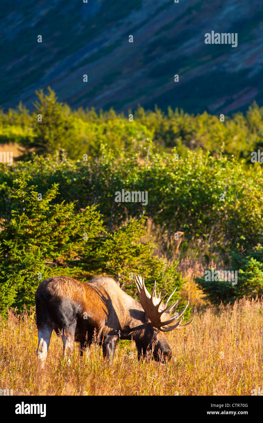 Grand mâle orignal debout dans des broussailles épaisses près de col de la Powerline Chugach State Park, Alaska Banque D'Images Grand mâle orignal debout dans des broussailles épaisses près de col de la Powerline Chugach State Park, Alaska Banque D'Images