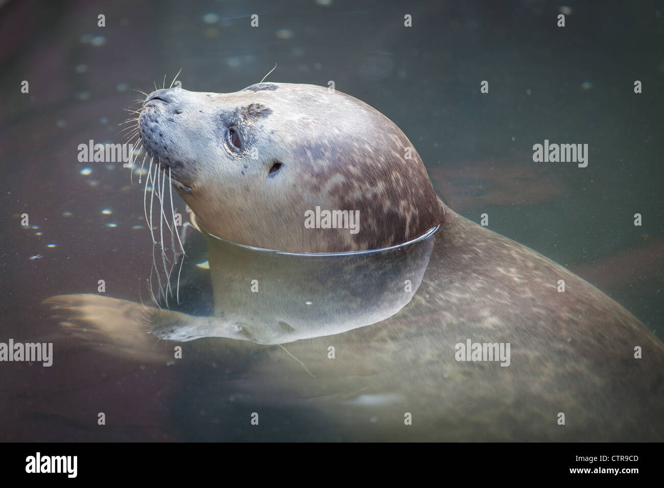 Bébé phoque gris au centre de sauvetage Banque D'Images