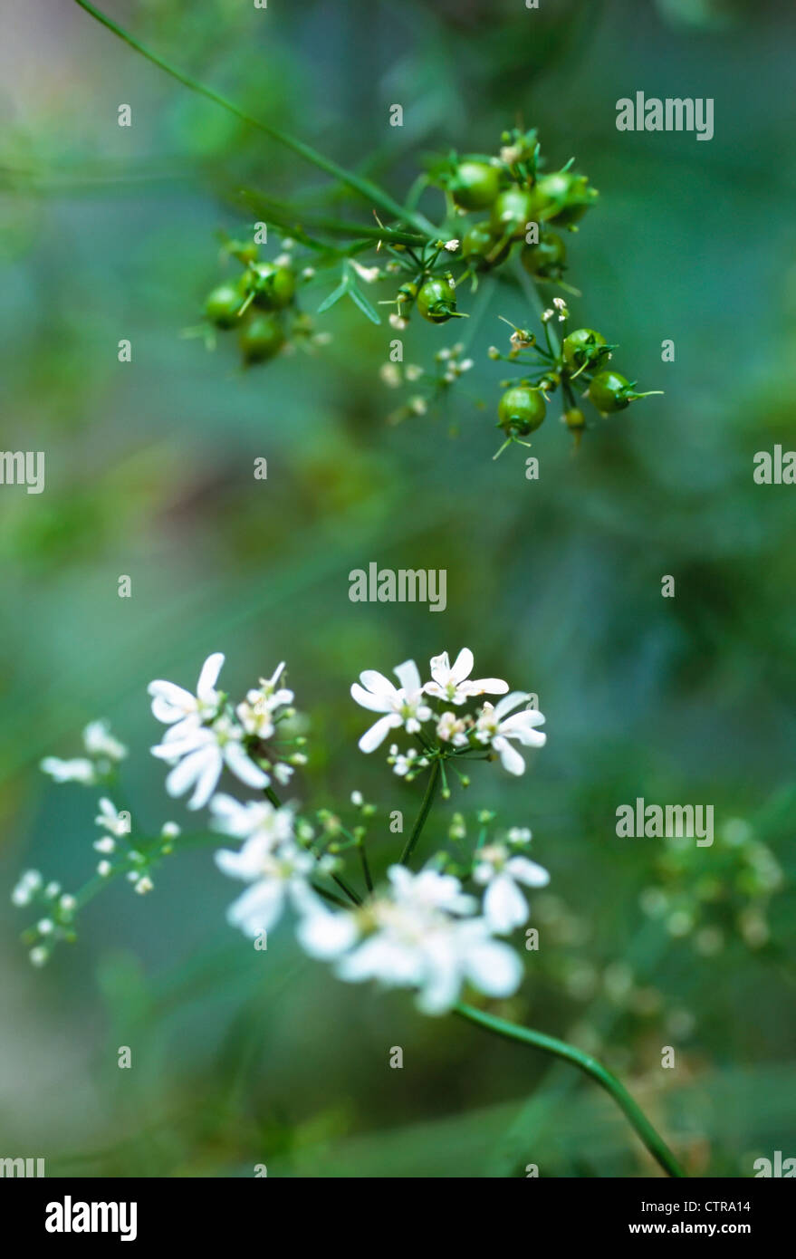 Coriandrum sativum, coriandre, graines de fleurs blanches et vertes sur une plante. Banque D'Images