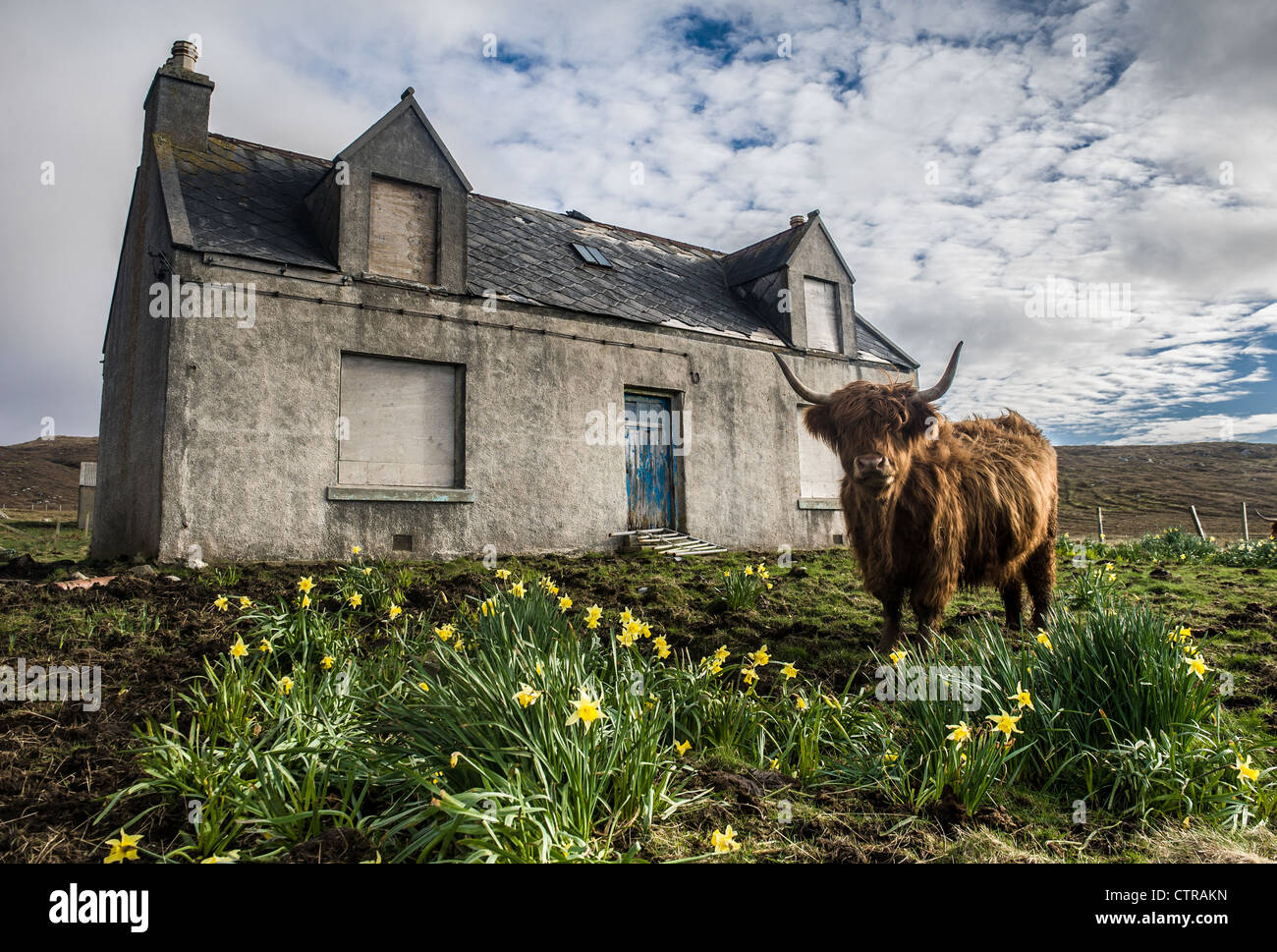 Vache Highland, Isle of Harris, Ecosse, Banque D'Images