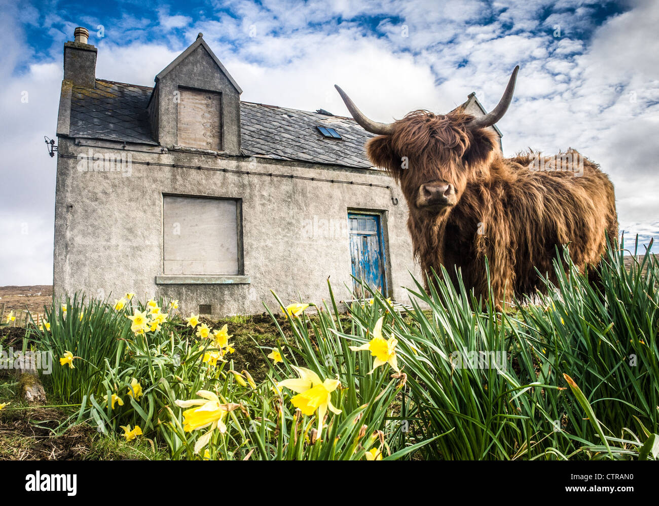 Vache Highland, Isle of Harris, Scotland Banque D'Images