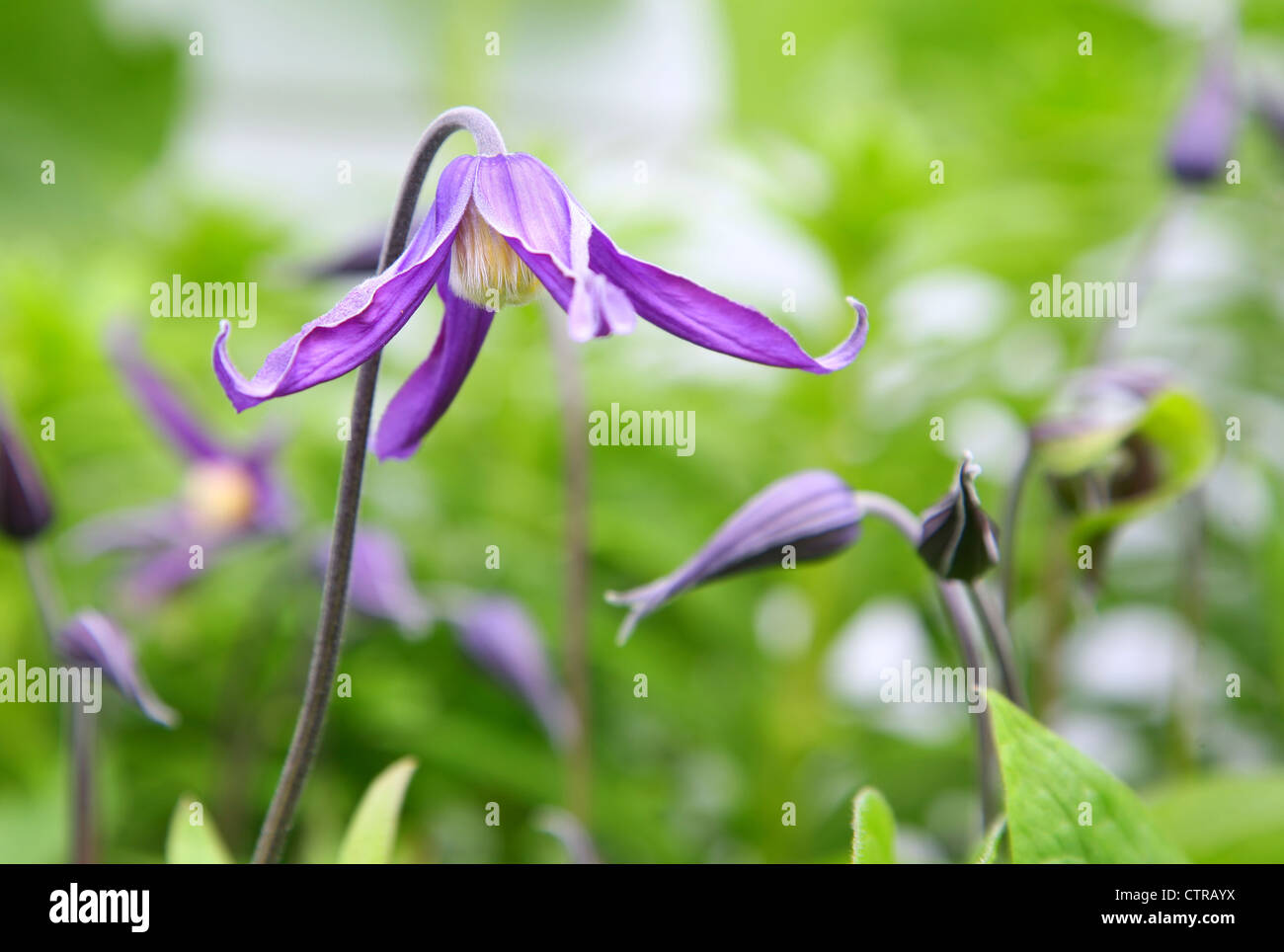 Selective focus sur une fleur de clématite mauve pendantes dans le jardin. Banque D'Images