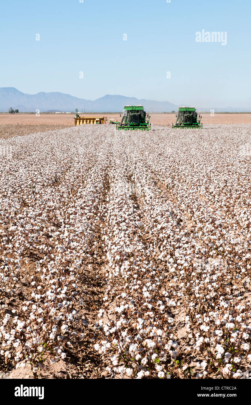 Une paire de machines de préparation de coton la récolte d'un champ de coton en Arizona. Machine d'emballage d'un module est affichée en arrière-plan. Banque D'Images