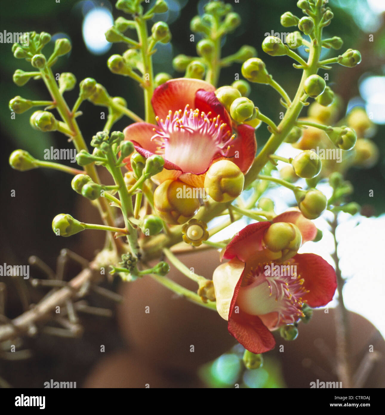 Couroupita guianensis, Cannon Ball tree, Orange. Banque D'Images