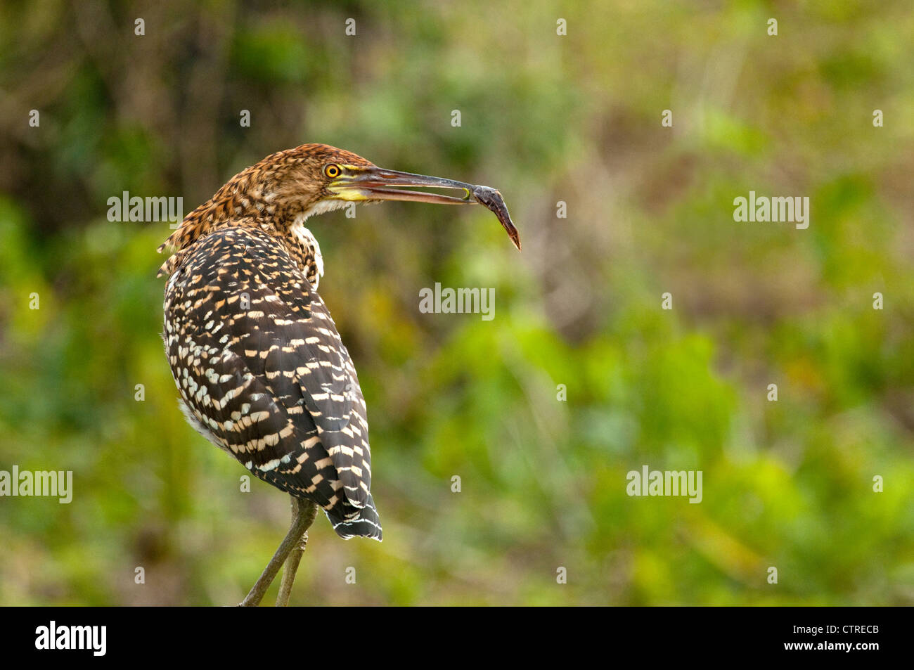 Rufescent tiger heron immatures Banque D'Images