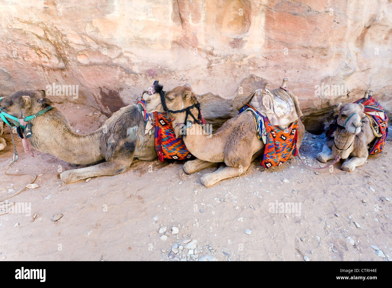 Les chameaux bédouin à Petra, Jordanie Banque D'Images