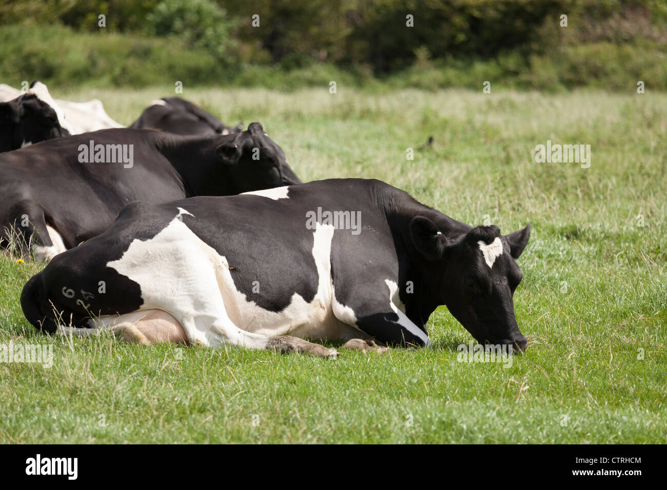 Freiesian vaches couché dans un champ Banque D'Images