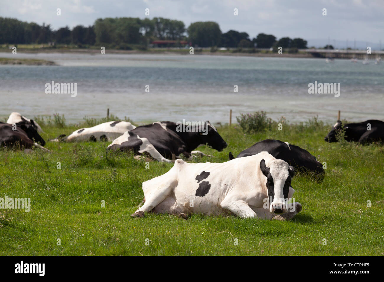 Freiesian vaches couché dans un champ à côté de la mer Banque D'Images