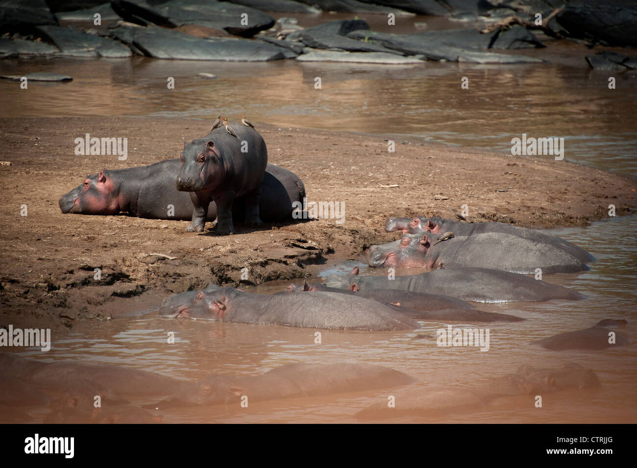 Basknig hippopotames dans la rivière Talek, Masai Mara, Kenya Banque D'Images