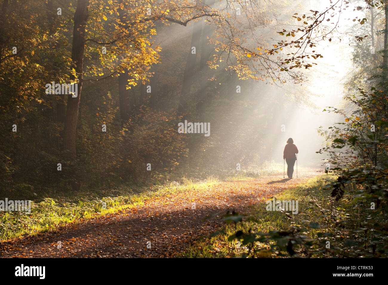 Femme marche dans la matinée à travers la forêt d'automne Banque D'Images