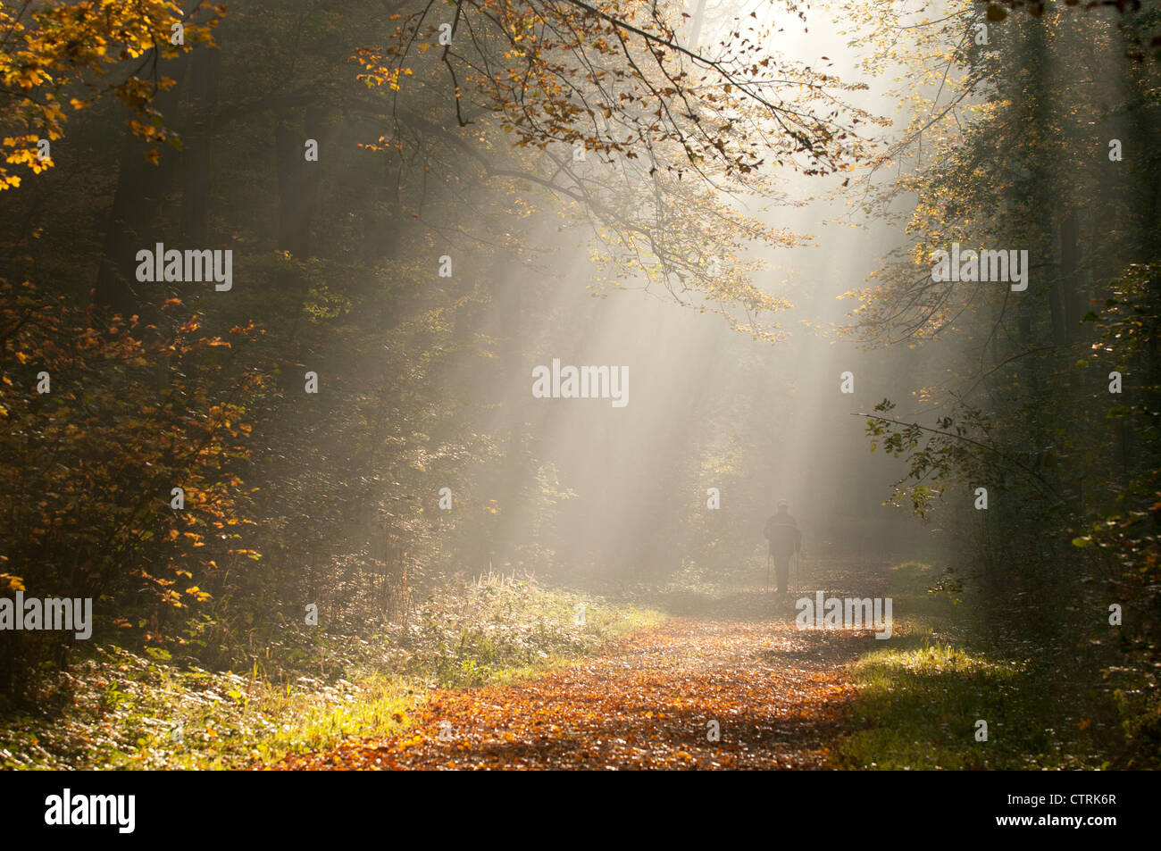 Homme marche le matin à travers la forêt d'automne Banque D'Images