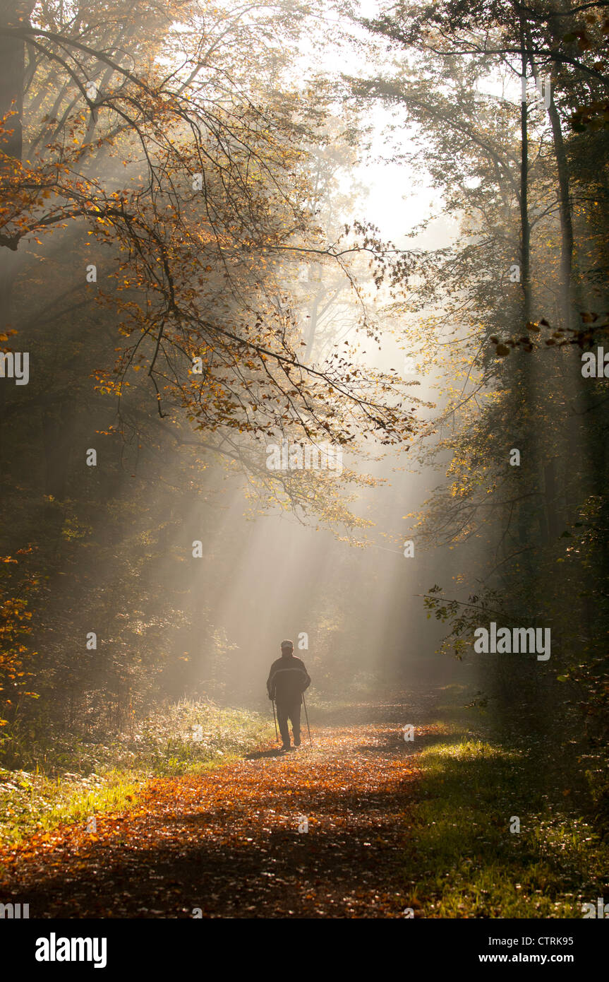 Homme marche le matin à travers la forêt d'automne Banque D'Images