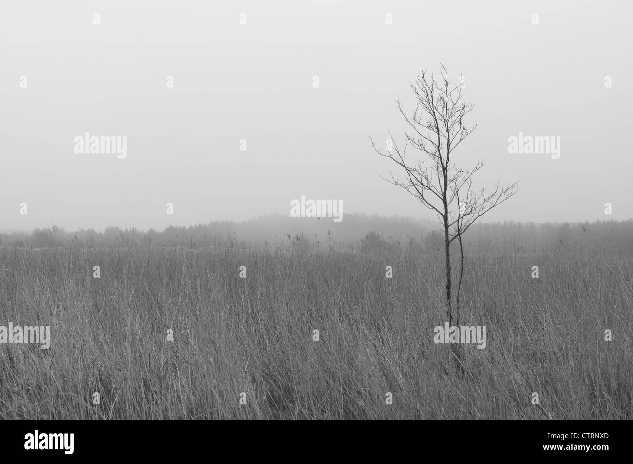 Seul arbre, dans les roseaux, le Mecklembourg Poméranie occidentale, l'Allemagne, de l'Europe Banque D'Images