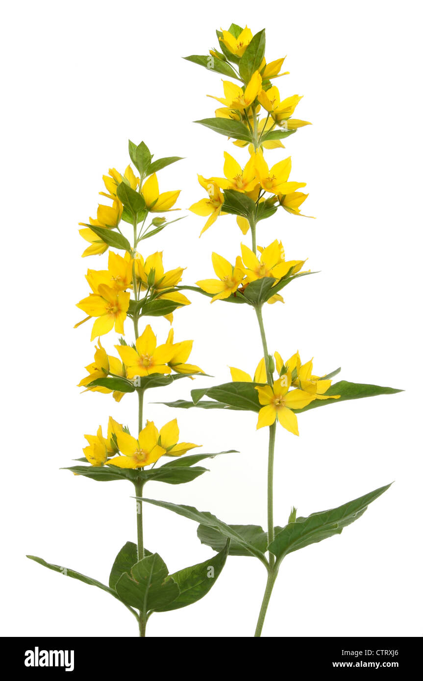 Lysimachia punctata jaune, la salicaire, fleurs sauvages et le feuillage isolés contre white Banque D'Images