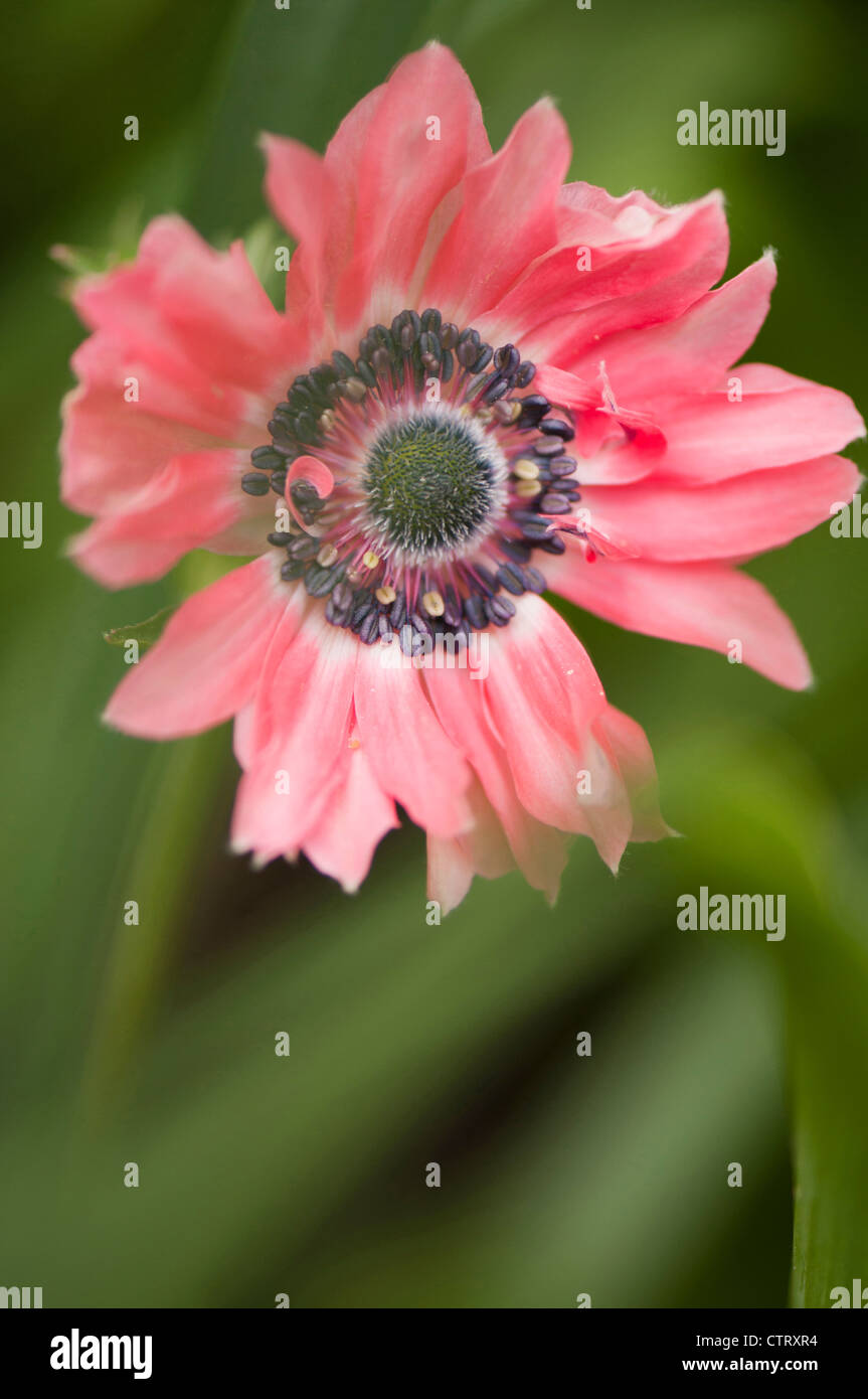 Anémone Anémone coronaria, cultivar, Rouge, Vert. Banque D'Images