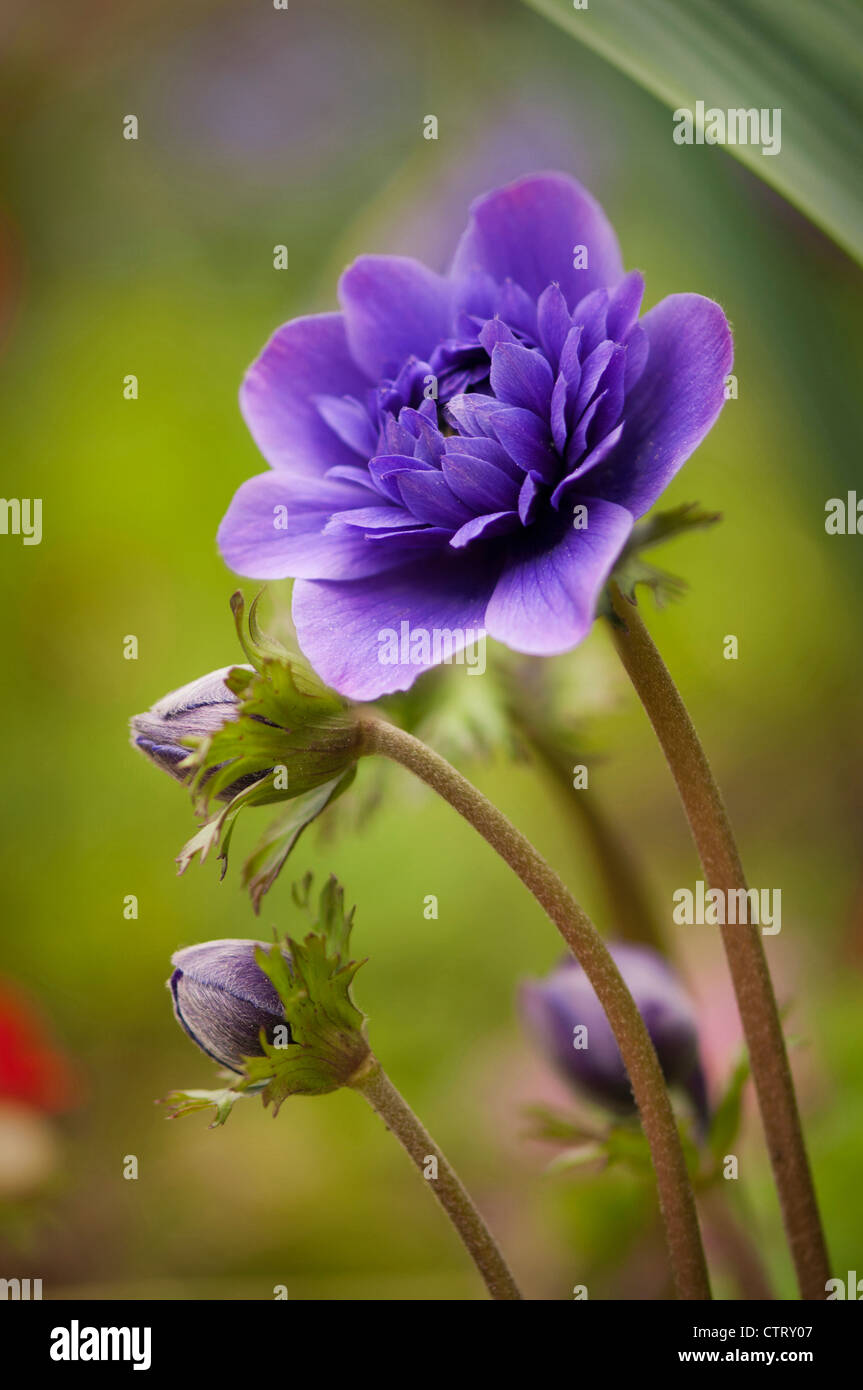 Anémone Anémone coronaria, cultivar, Bleu. Banque D'Images