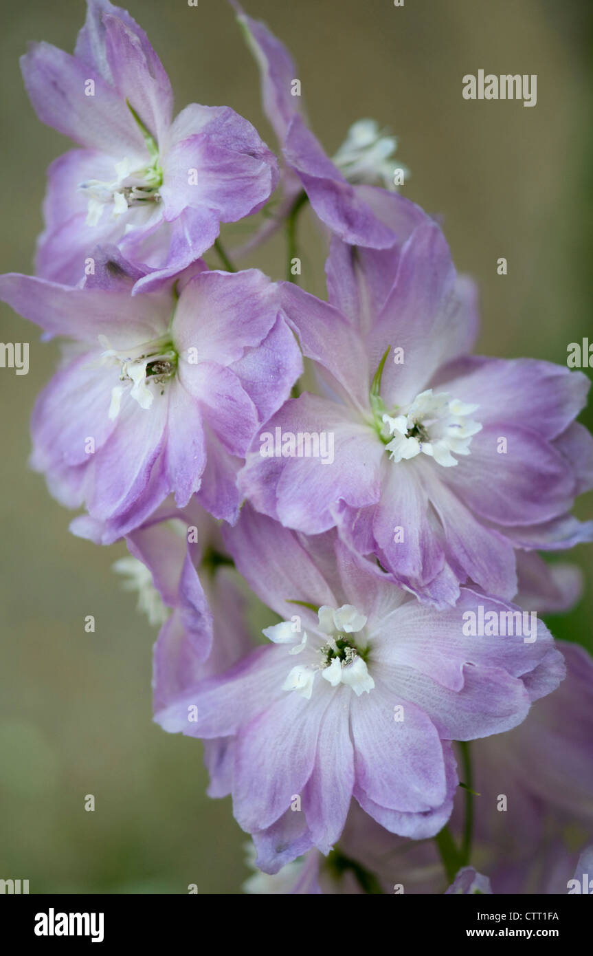 Cultivar, delphinium Delphinium, Bleu. Banque D'Images