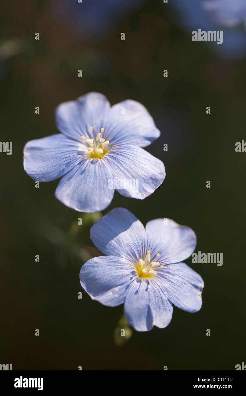 Linum lewisii, le lin, le lin bleu, bleu. Banque D'Images