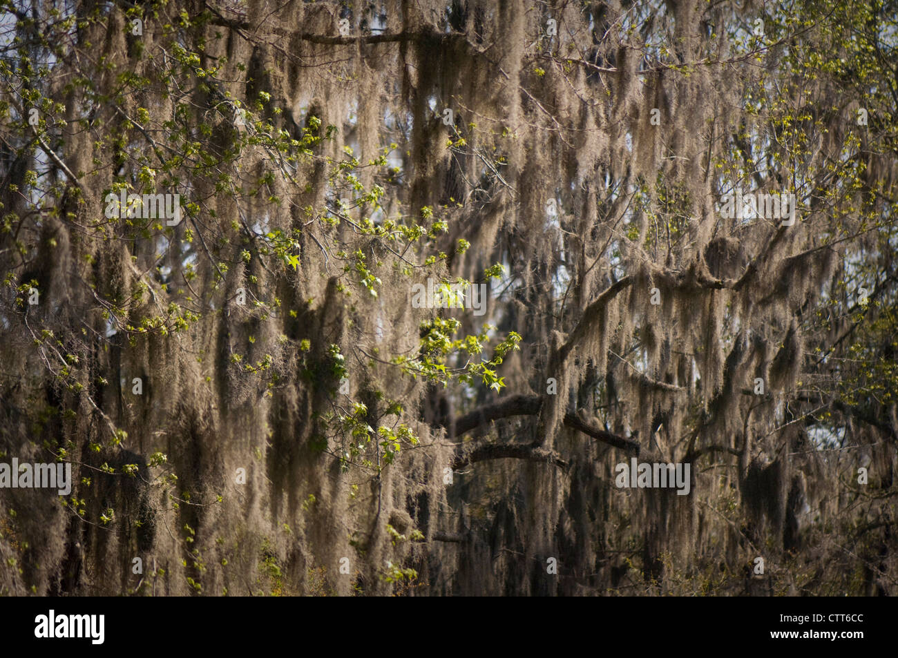 Tillandsia usneoides, mousse espagnole, gris. Banque D'Images