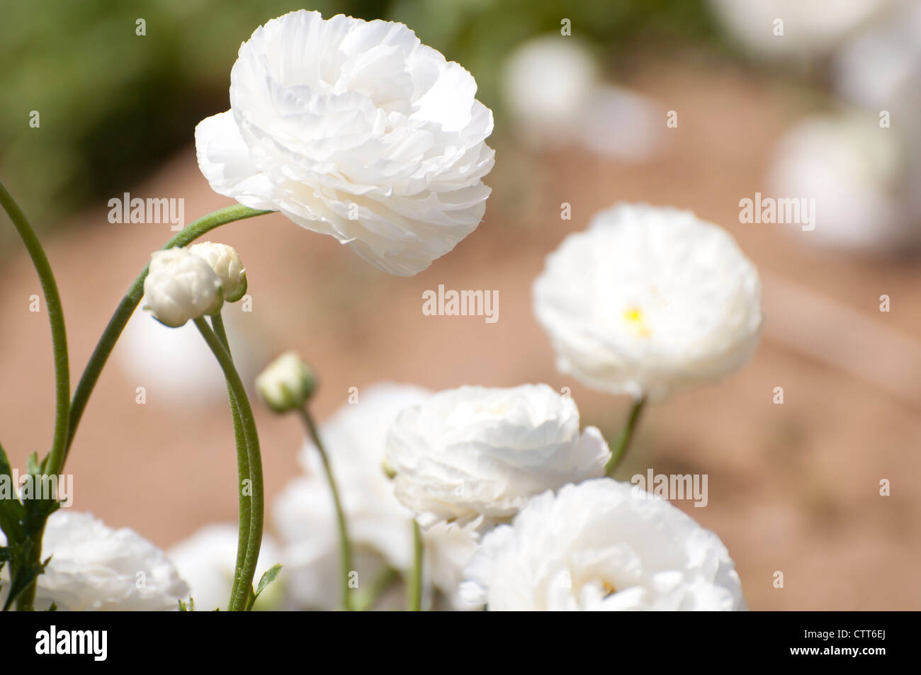 Ranunculus fleur blanche Banque D'Images