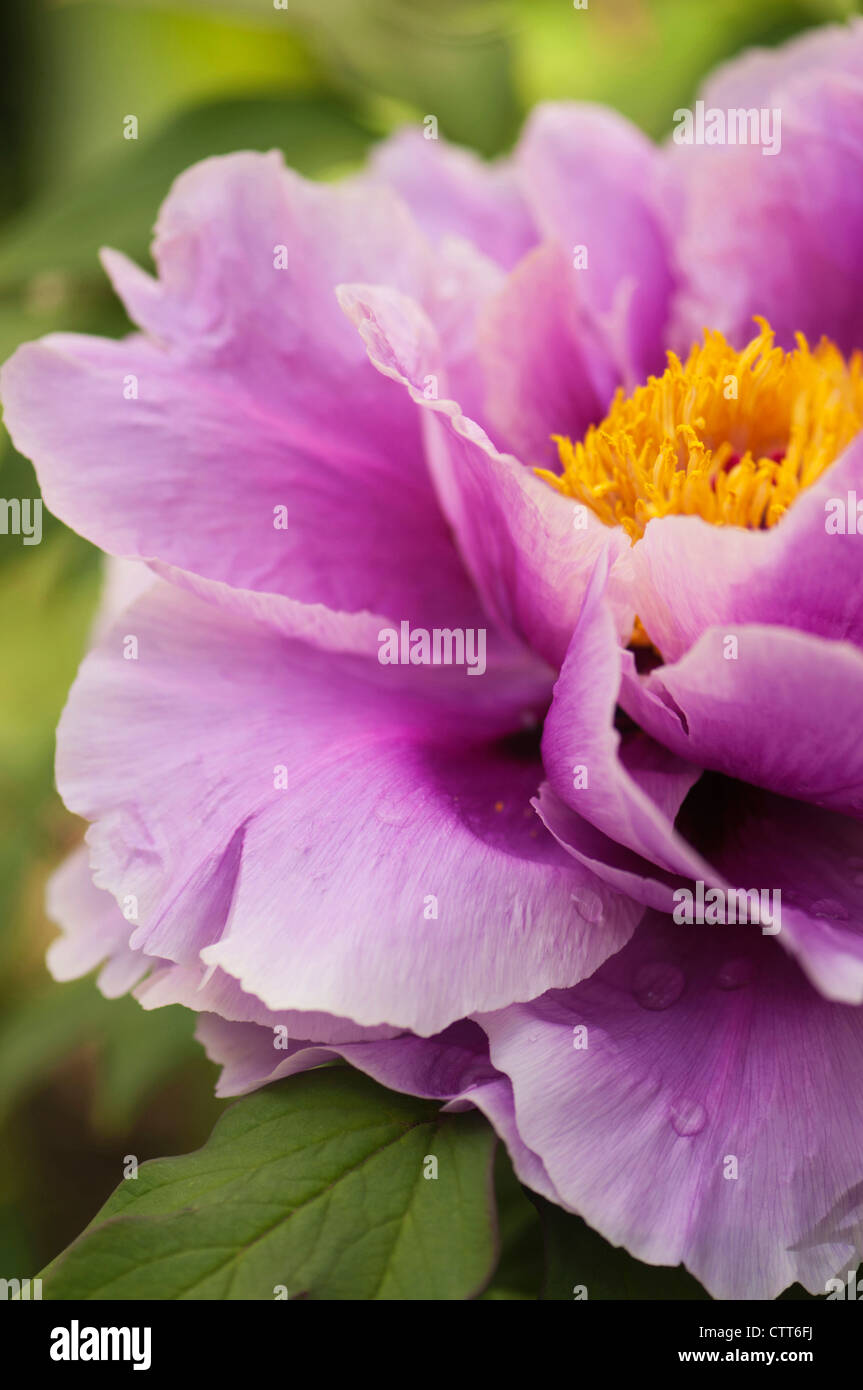 Paeonia suffruticosa cultivar, pivoine, violet, vert. Banque D'Images