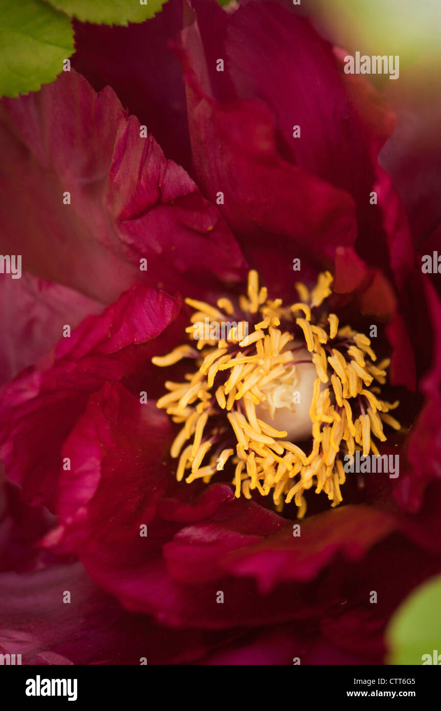 Paeonia suffruticosa cultivar, pivoine, Rouge. Banque D'Images