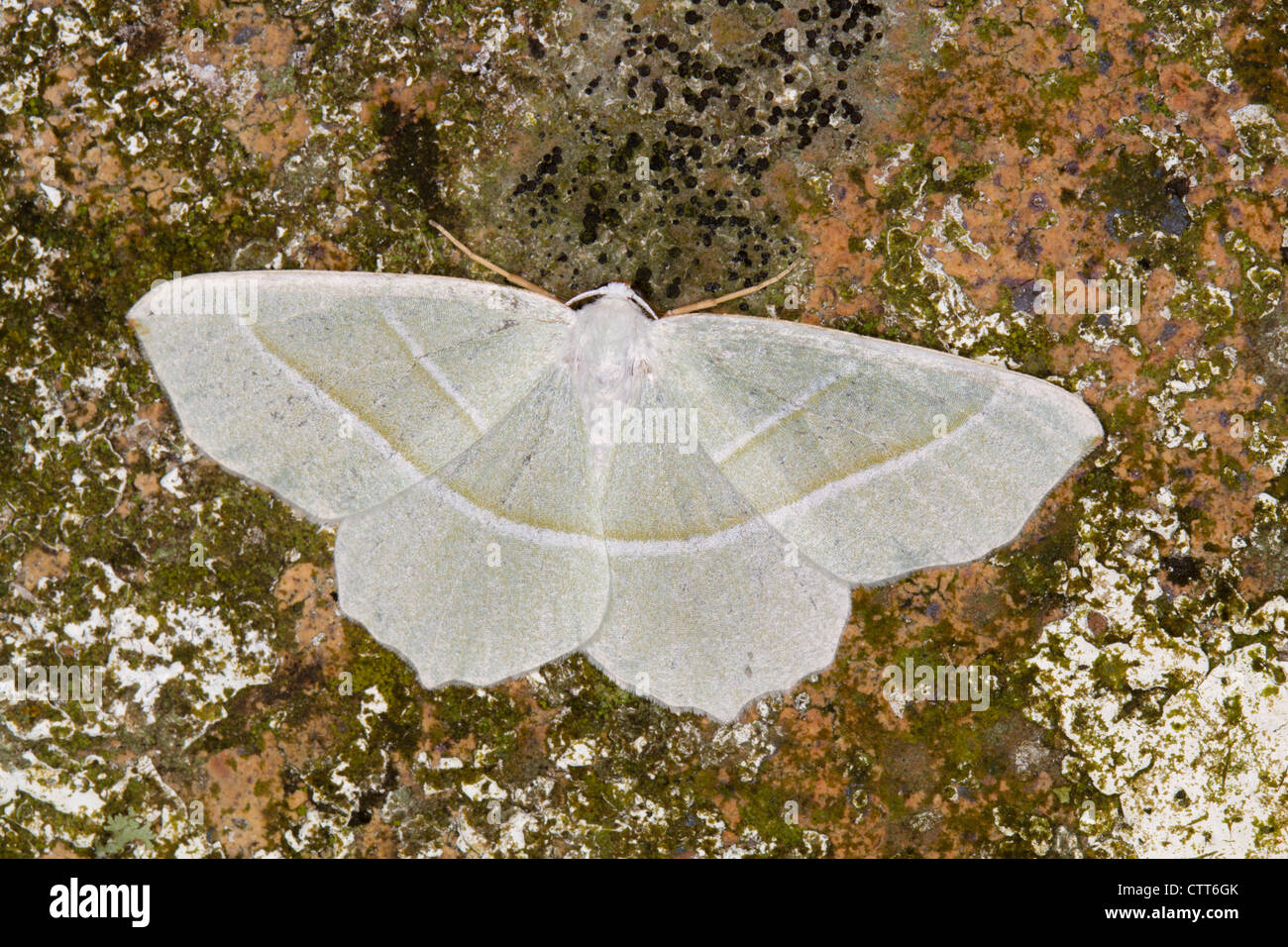 (Campaea margaritata émeraude léger) papillon au repos Banque D'Images