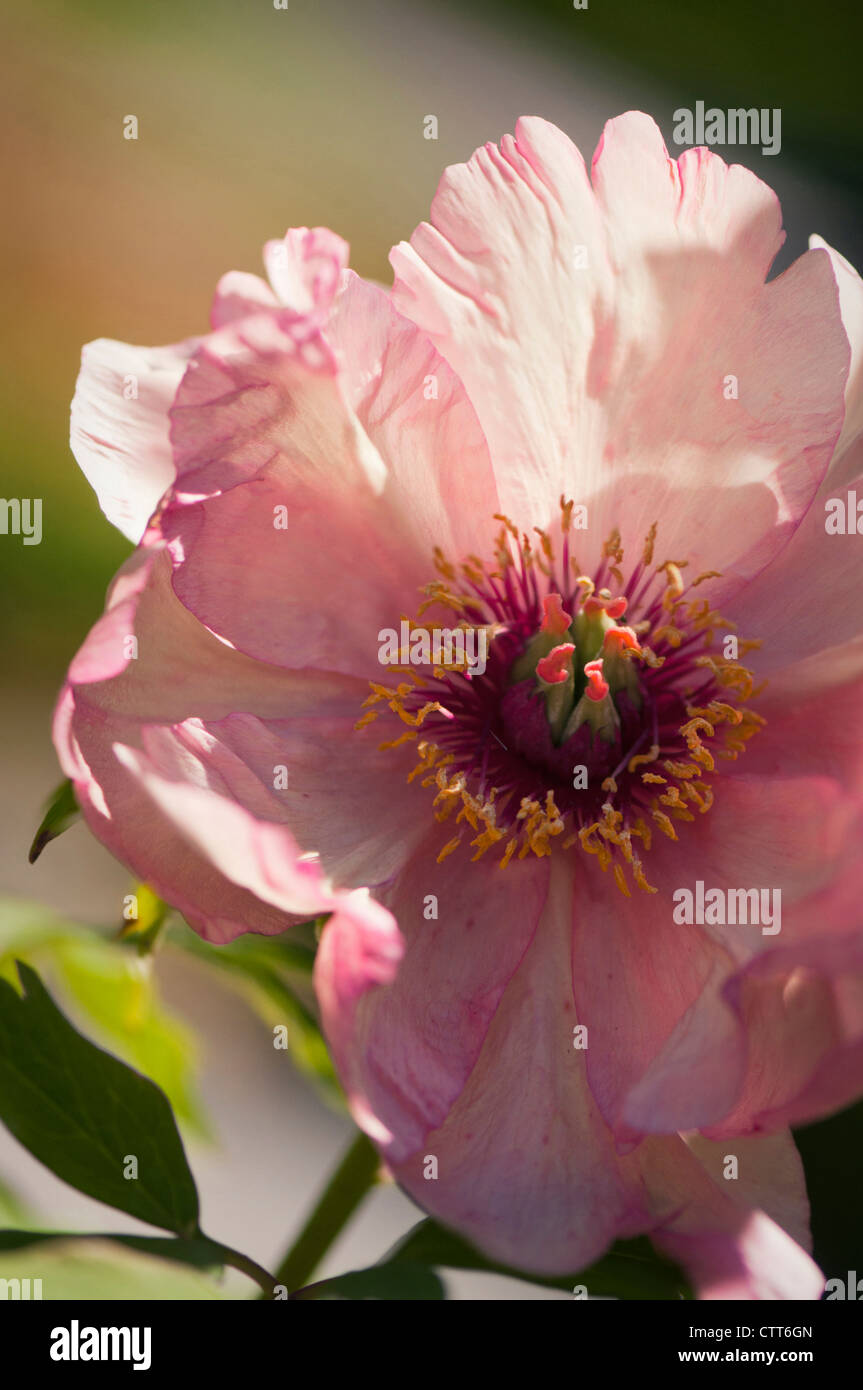Paeonia suffruticosa cultivar, pivoine, Rose. Banque D'Images
