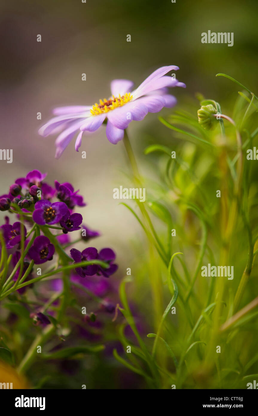 Lobularia maritima purple Banque de photographies et d'images à haute  résolution - Alamy